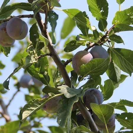 Εξοχικό σπίτι Brkin Salas