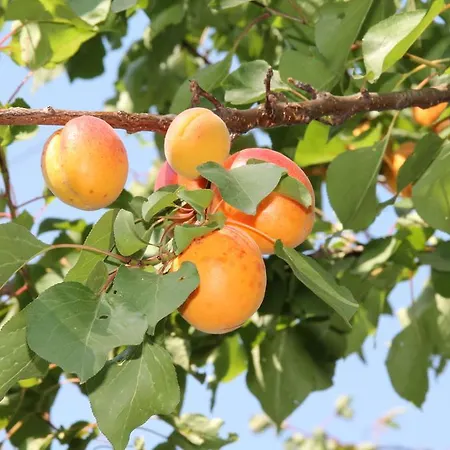 Εξοχικό σπίτι Brkin Salas Cenej